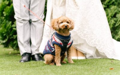 ペットと一緒に和洋装スタジオ撮影〜埼玉フォトウェディング〜