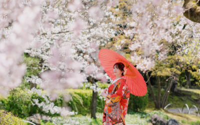花田苑で桜ロケーション撮影